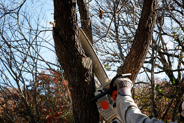 Best Tree Removal Service  in Pendleton, OR